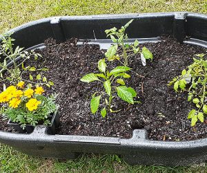 Inground Pond Planter