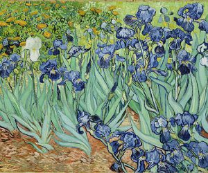 Irises by Vincent van Gogh 1889