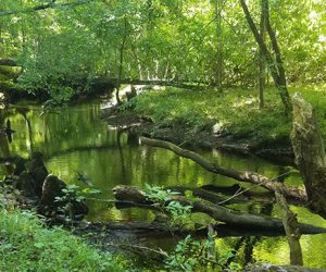 Island Creek Trail in the Croatan National Forest. (Wendy Card)