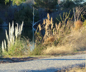 Trail at Martin Marietta Park in New Bern.