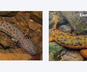 Mudpuppy and Hellbender