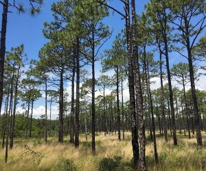 NC Coastal Federation