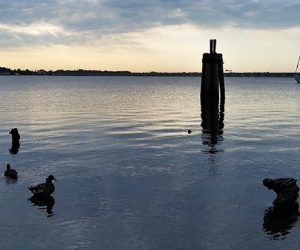 Neuse River - Union Point Park