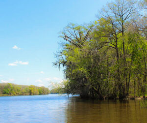 Neuse River boat launce at Spring Garden (Wendy Card)