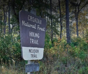 Neusiok Trail in the Croatan National Forest.