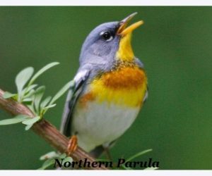 Northern Parula on branch singing