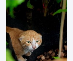 Orange cat in plants