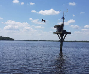 Osprey on the Neuse River in New Bern, N.C.