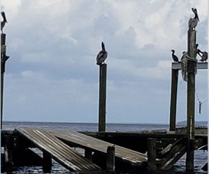 Pelicans on the Neuse