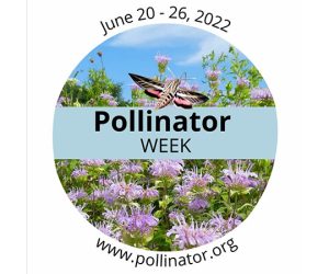 photo of bees and flowers