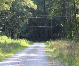 Power lines in the forest