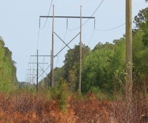 Power lines near County Line Road in New Bern, NC. (NewBernNow.com Photo)