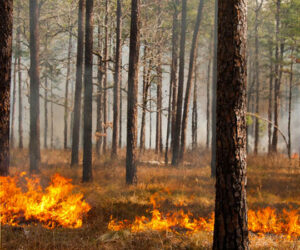 Prescribed Burn - Courtesy photo.