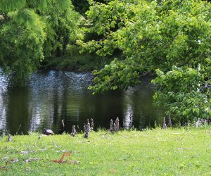 Public Water Access ramp behind New Bern Parks and Recreation