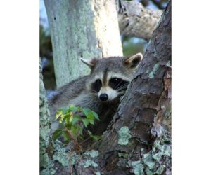 Rachel Chaplain - Peek a boo