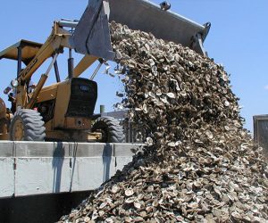 Recycling Oyster Shells for Reefs in Ocean NC