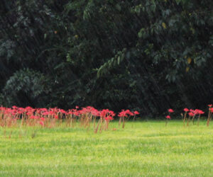 Red Spider Lilies