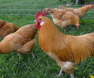 Rooster and Hens in fenced-yard