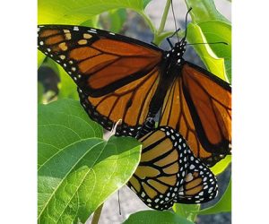 Save the Monarchs