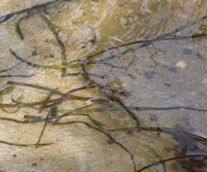 Seaweed in the Neuse River in New Bern, N.C.