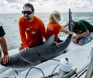 SharkTagging.com photo by Frank Gibson