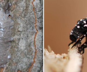 Spotted Lantern Fly in North Carolina
