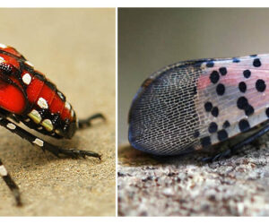 Spotted Lanternfly - L: Late Instar and R: Adult. (Courtesy)