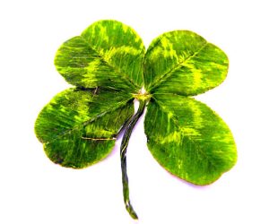 "Happy St. Patrick's Day!" by *~Dawn~* is marked with CC BY 2.0.