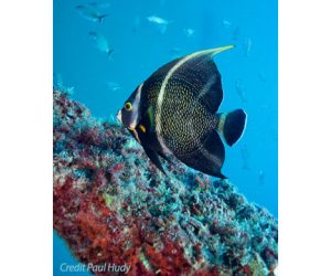 Symposium - Paul Hudy photographer