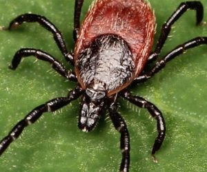 Tick on leaf