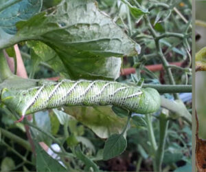 Tobacco Hornworm Caterpillars on tomato plants in New Bern NC