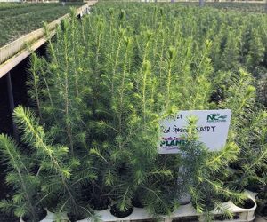 NC Forestry Service offers Tree Seedlings for Sale