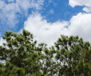 Trees and clouds taken at Martin Marietta Park. Photo by Wendy Card.