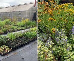 Beds of flowers and plants