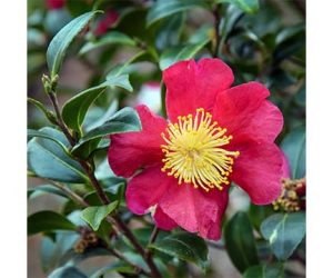 Twin Rivers Camellia Club