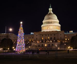 US Capitol Tree