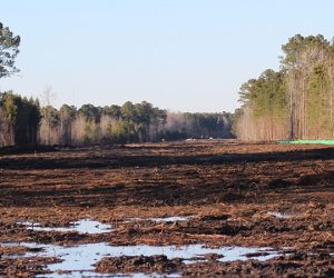 View from Trent Creek Road near Craeberne Forest, Arcadia Village and Trent Creek communities in New Bern looking towards N.C. 43. (Photo by Wendy Card).