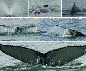 Whales off North Carolina (photo by Keith Rittmaster)