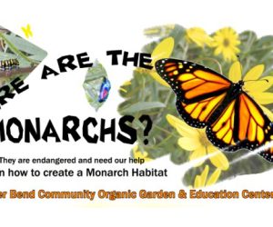 Where are the Monarchs