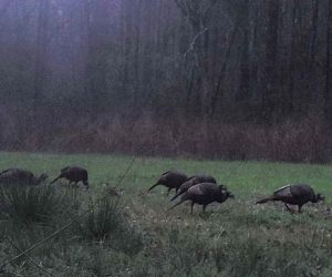 Wild Turkey Flock in the Croatan National Forest