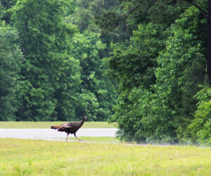 Wild turkey crossing the NC 43 Connector near the US 70 interchange in the West New Bern area. (NBN Photo)
