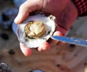 Great Oyster Revival
