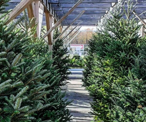 Christmas trees at Pinecone Home and Garden in New Bern, NC. Photo by Laura Johnson.