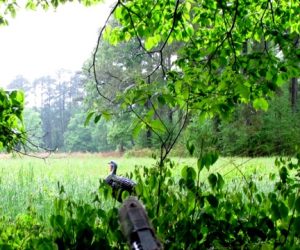 Turkey Hunting New Bern